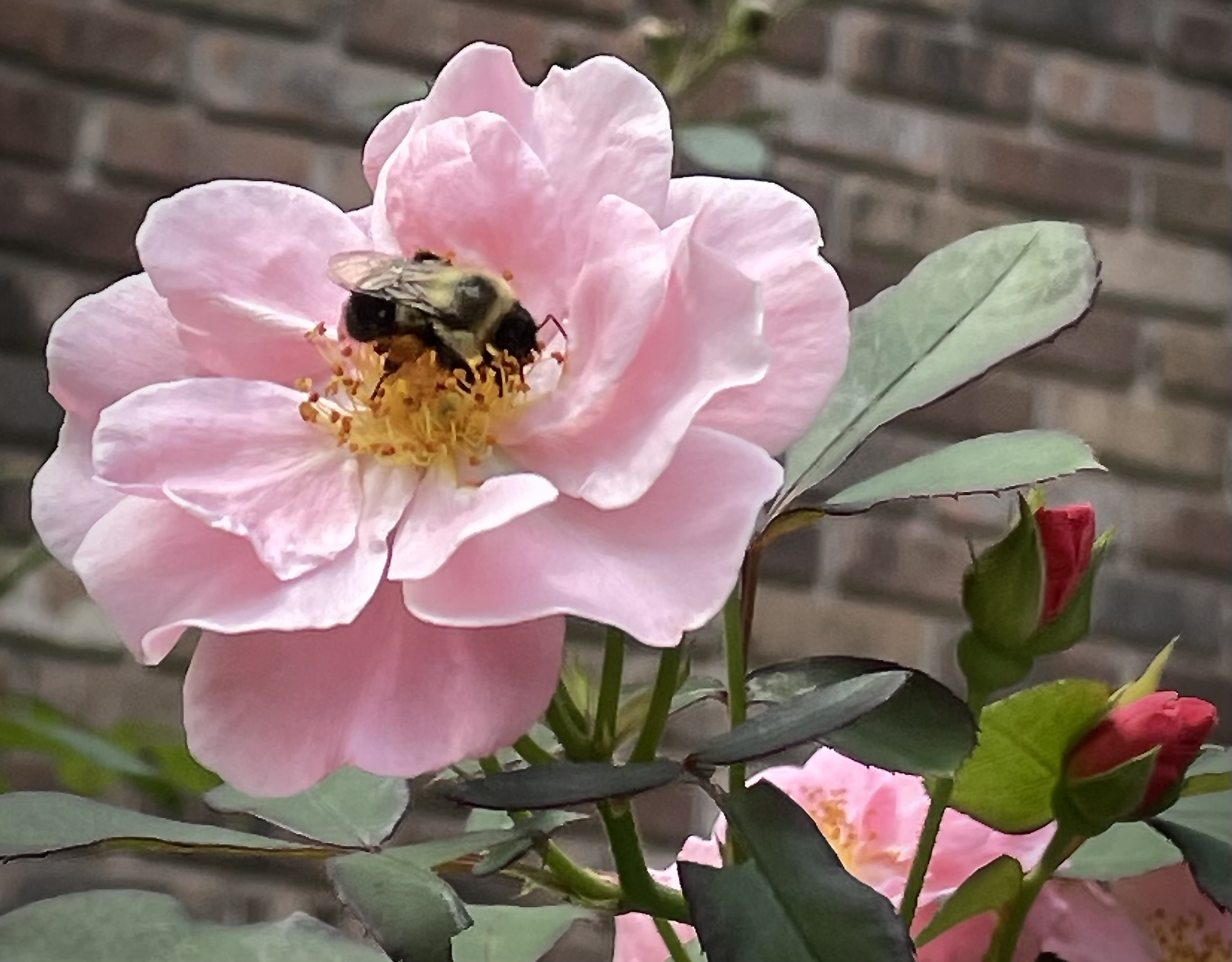 Bumble bee sipping nectar on the climbing rose Clair Matin